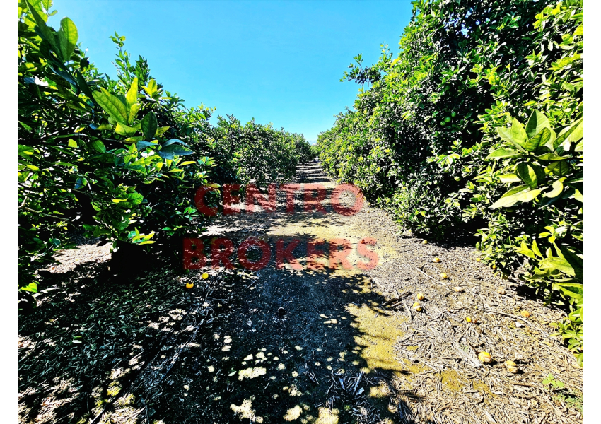 Sad pomarańczowy 2 km od plaży, Walencja